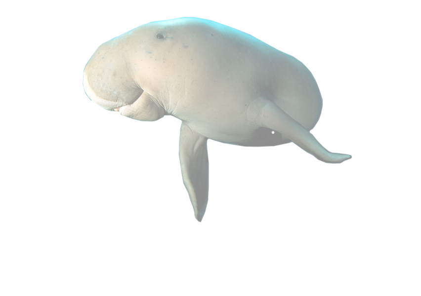 Dugong PNG - 141875