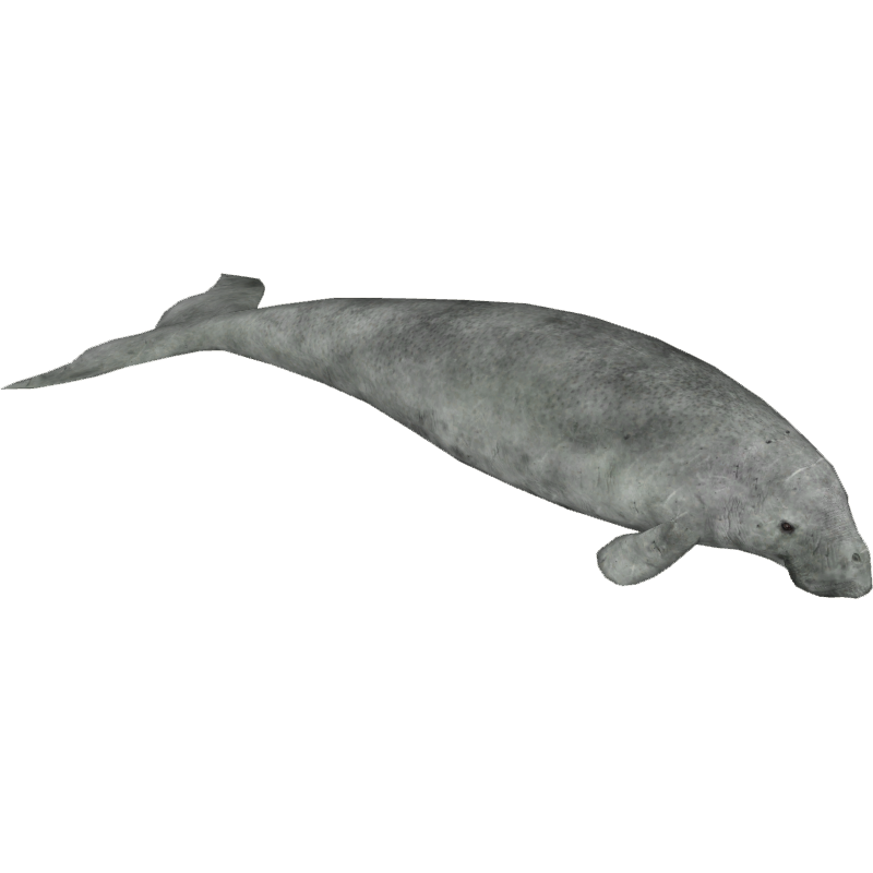 Dugong PNG by Jean52 PlusPng.