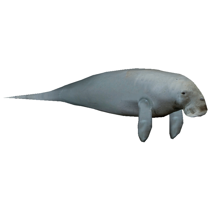 Huge item dugong 01