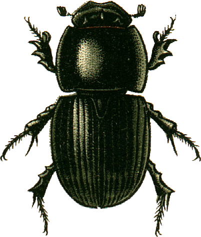 Dung Beetle PNG - 138087