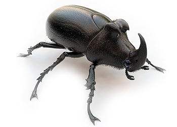Dung Beetle PNG - 138090