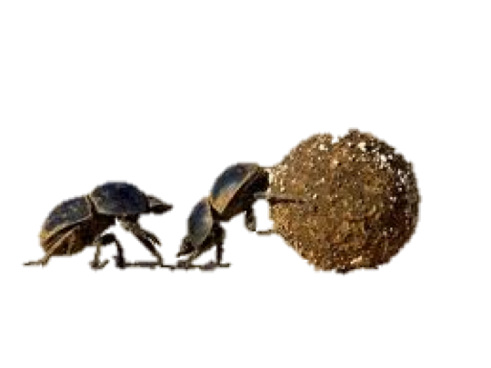 Dung Beetle PNG - 138080