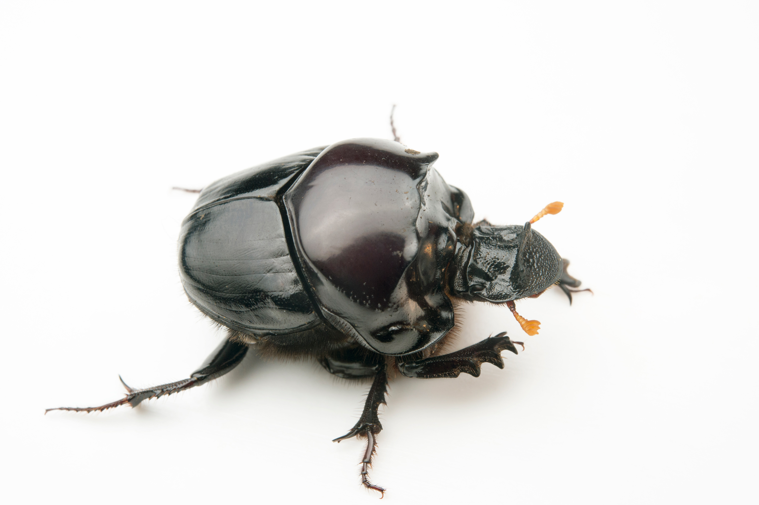 Dung Beetle PNG - 138084