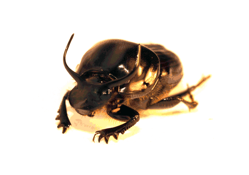 . PlusPng.com dung beetle