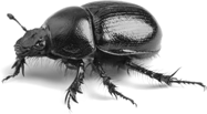 Dung Beetle PNG - 138095