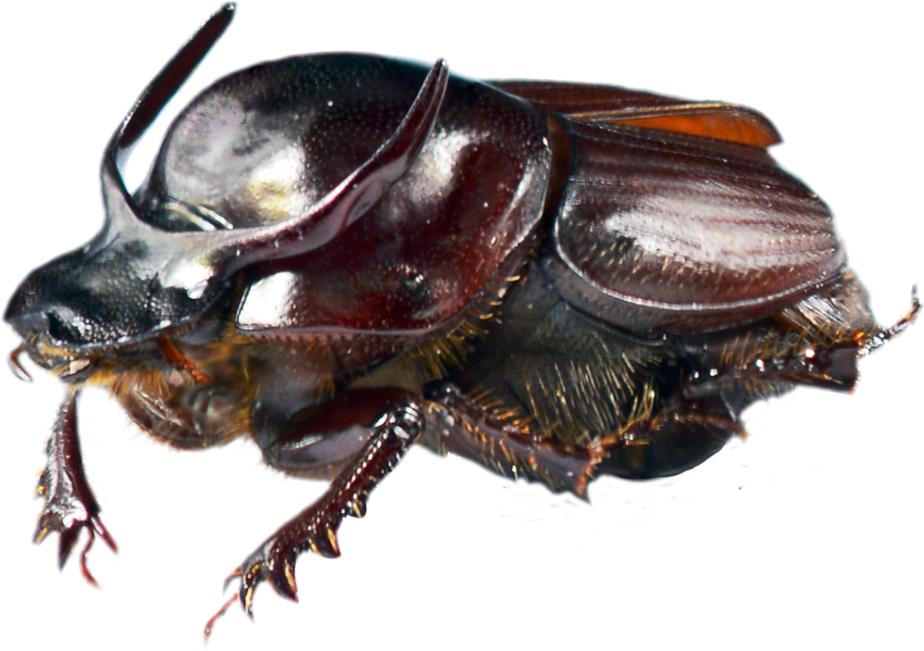 Dung Beetle PNG - 138079