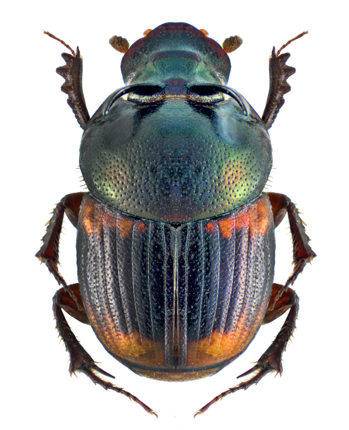 Dung Beetle PNG - 138093