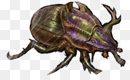 Dung Beetle PNG - 138094