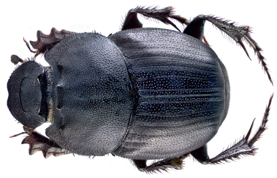 Volkswagen Beetle Dung beetle