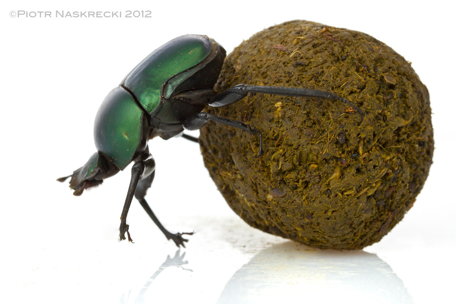 Dung Beetle PNG - 138078