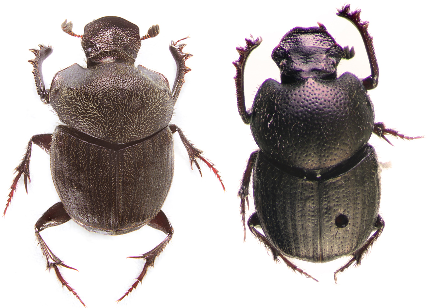 Dung Beetle PNG - 138089