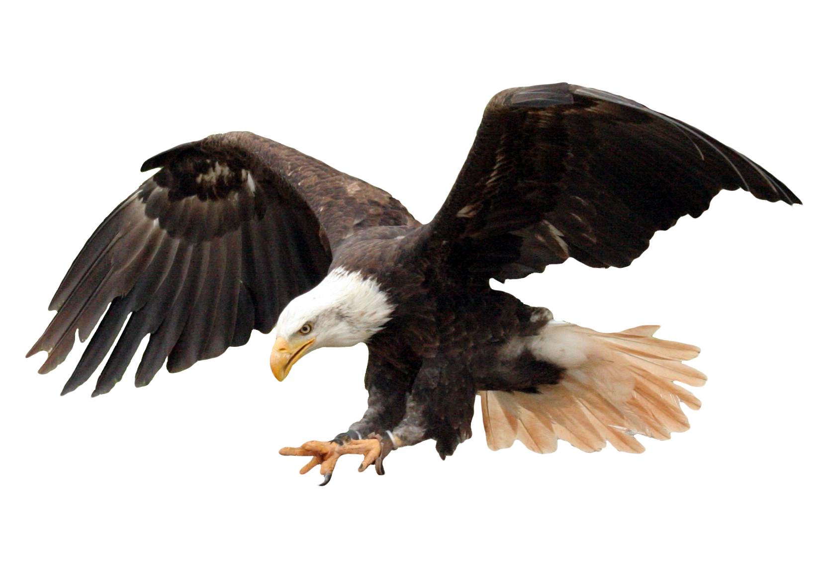 Eagle HD PNG - 94956