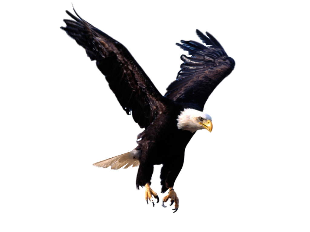 Eagle HD PNG - 94954