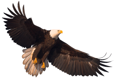 Eagle HD PNG - 94961