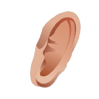 Do not pull out the ear, Ear,