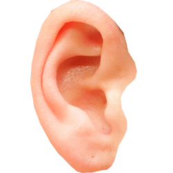 Ear HD PNG - 92622