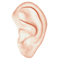 Ear HD PNG - 92626