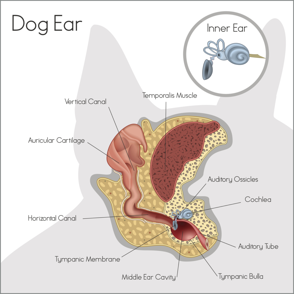 Ear Infection PNG - 170534