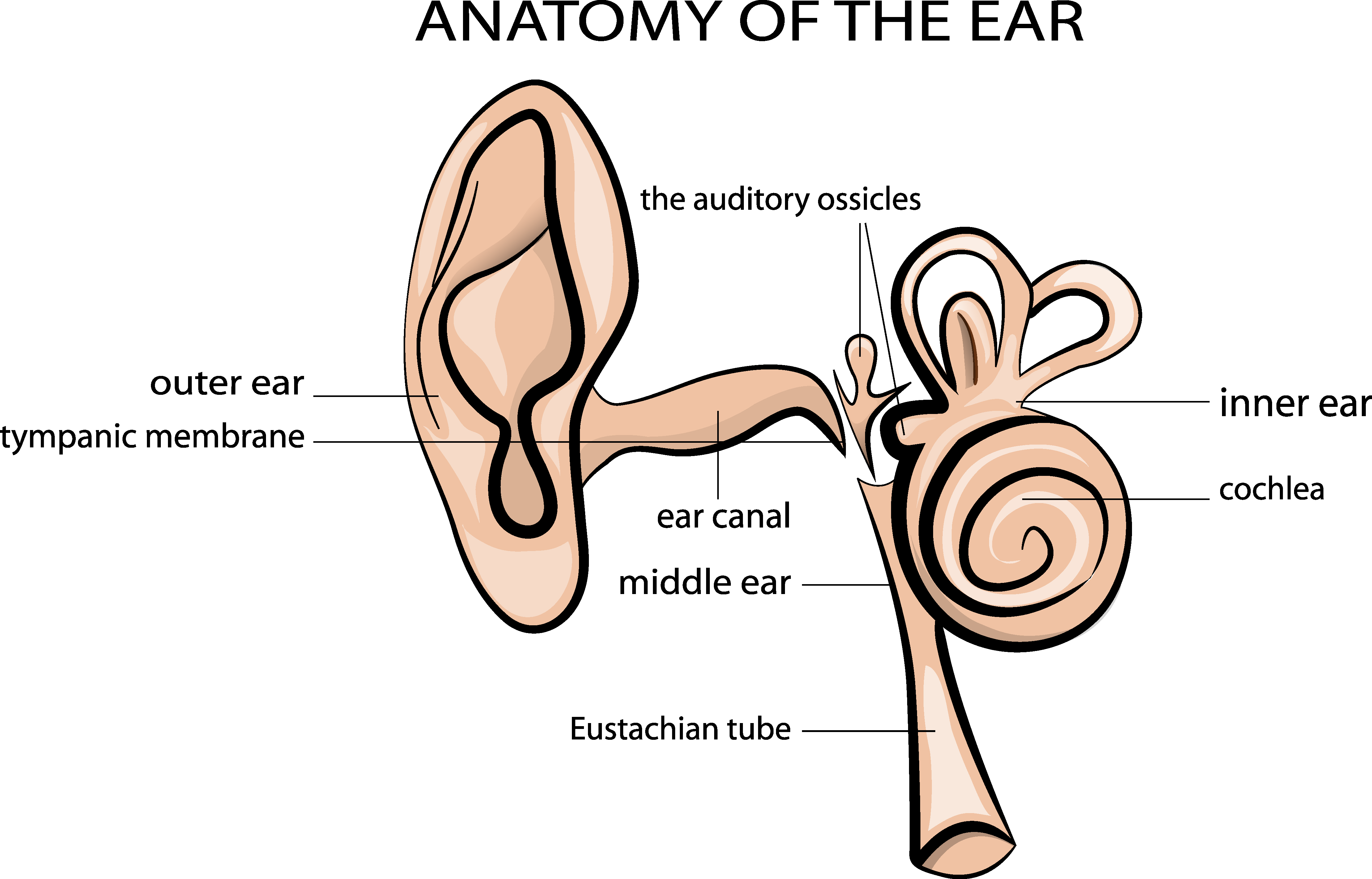 Ear infections are caused by 