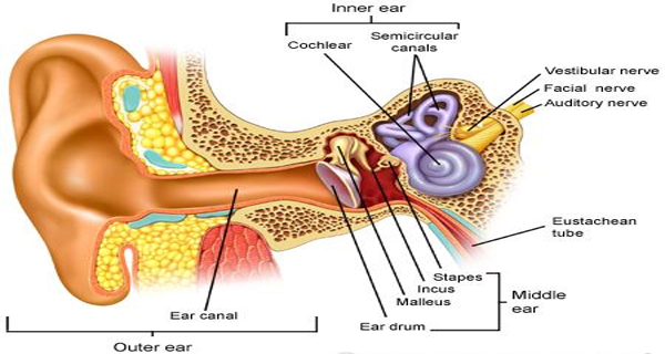 Ear Infection PNG - 170531