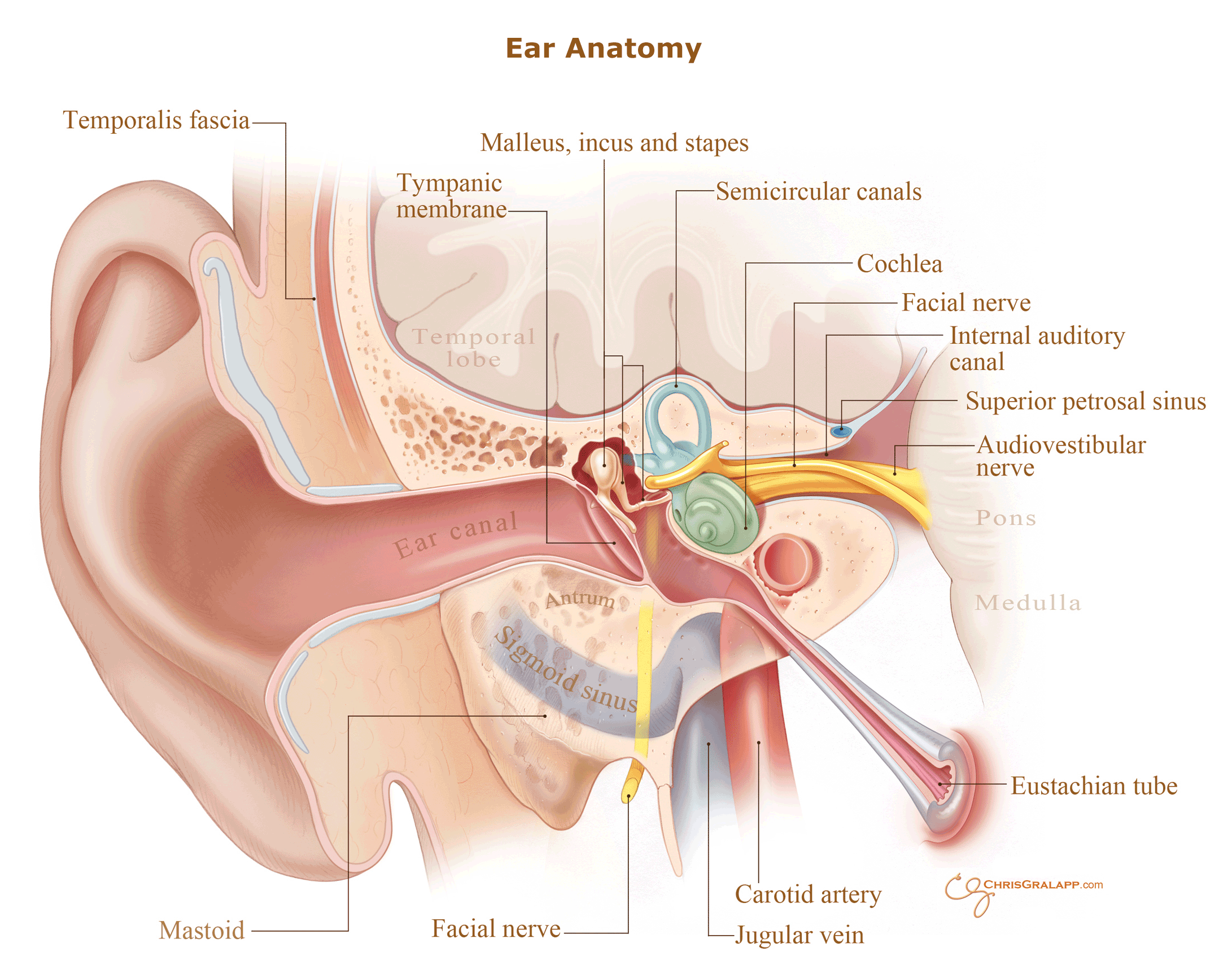 Ear Infection PNG - 170536