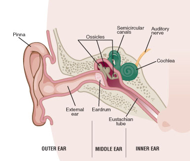 Ear Infection PNG - 170541