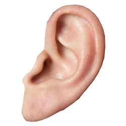 Human Ear PNG Image