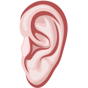 PNG File Name: Human Ear Plus