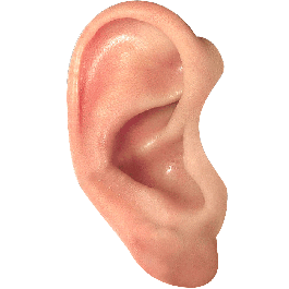 Ear Png Hd PNG Image
