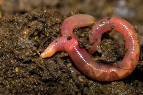 Earthworms In Soil PNG - 58311