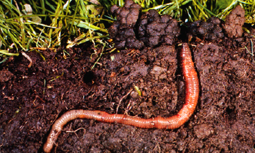 Earthworms In Soil PNG - 58308