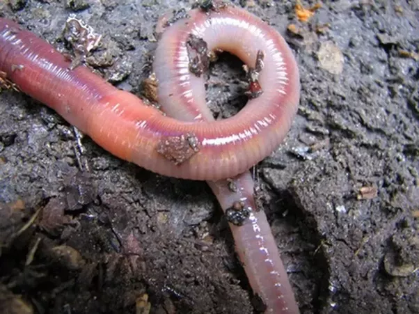 Earthworms In Soil PNG - 58319