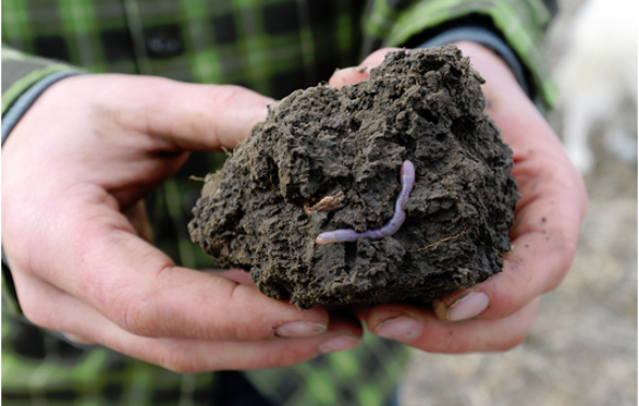 Deep-living earthworms