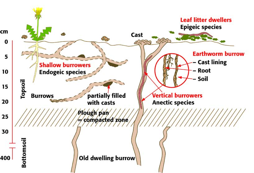 Earthworms In Soil PNG - 58315