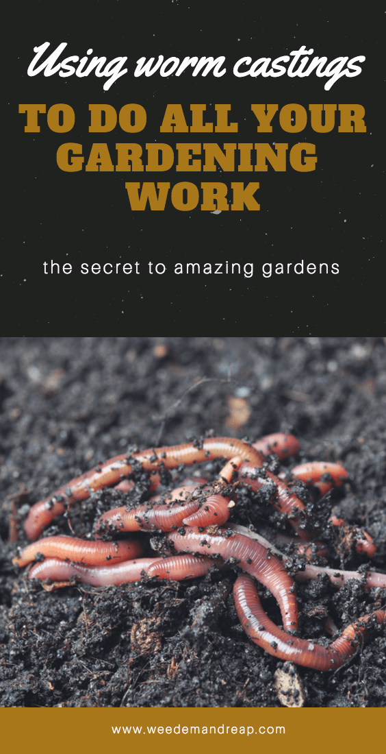 Earthworms In Soil PNG - 58320