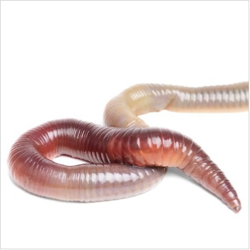 Earthworms In Soil PNG - 58314