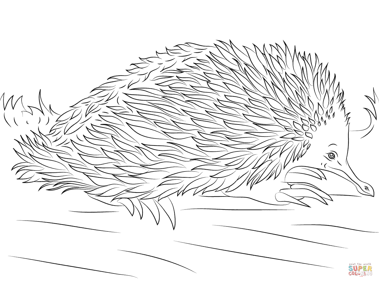 Echidna PNG Black And White - 83984