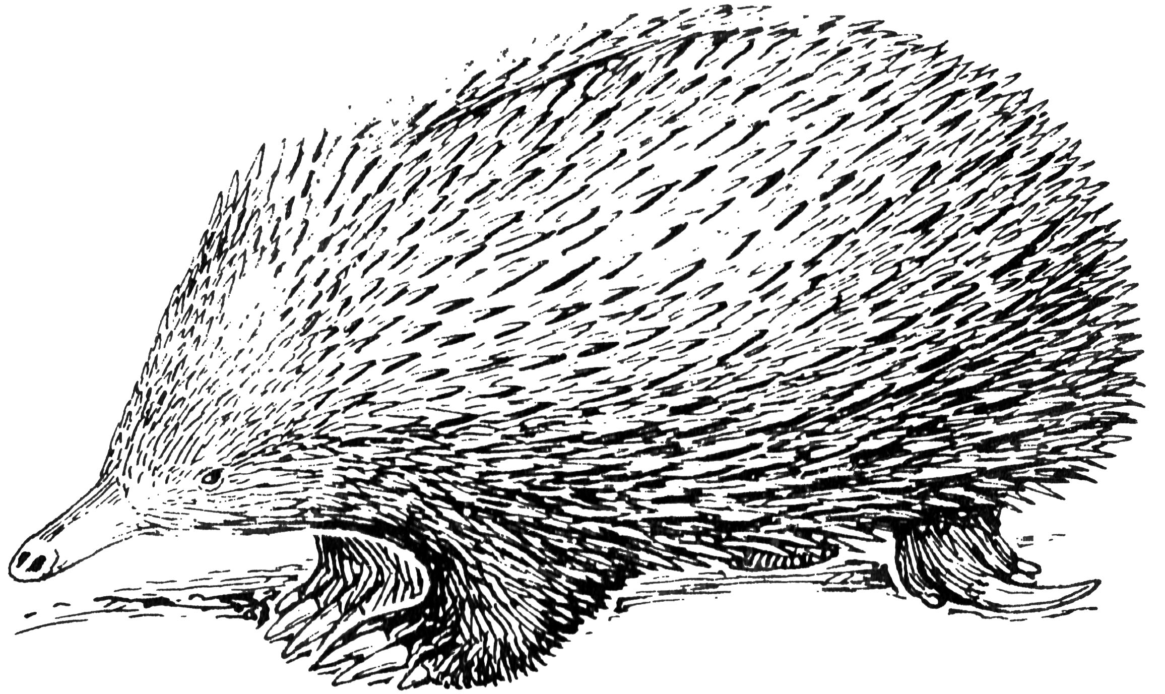 pin Echidna clipart black and