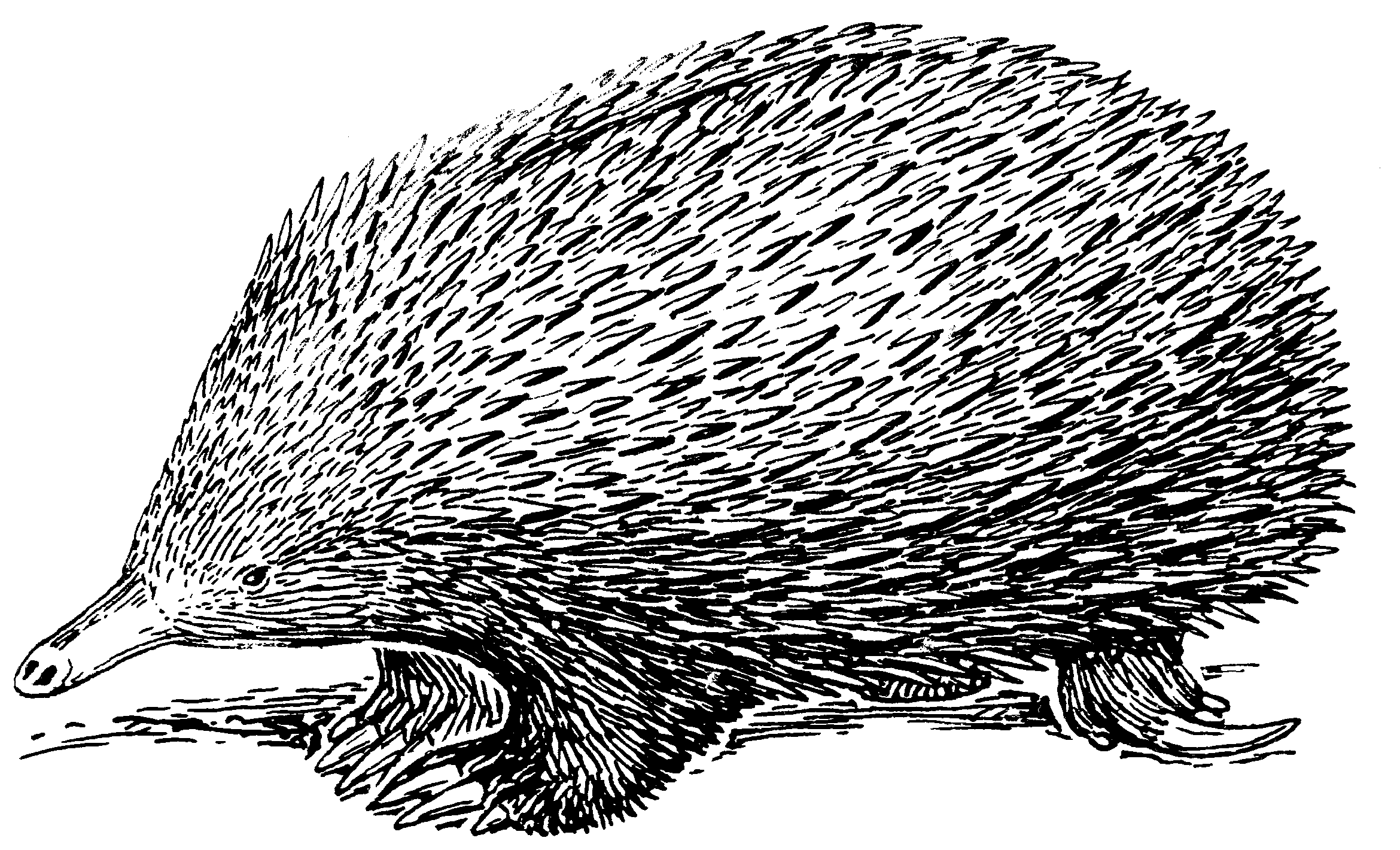 pin Echidna clipart black and