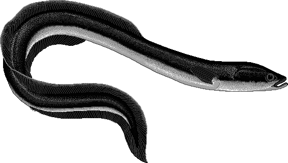 Eel PNG Black And White - 144795