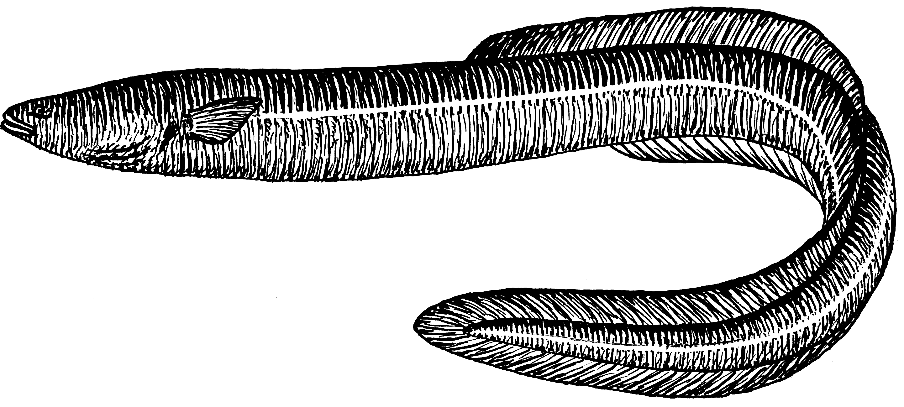 Eel PNG Black And White - 144792
