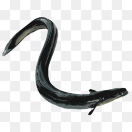Eel PNG Black And White - 144797