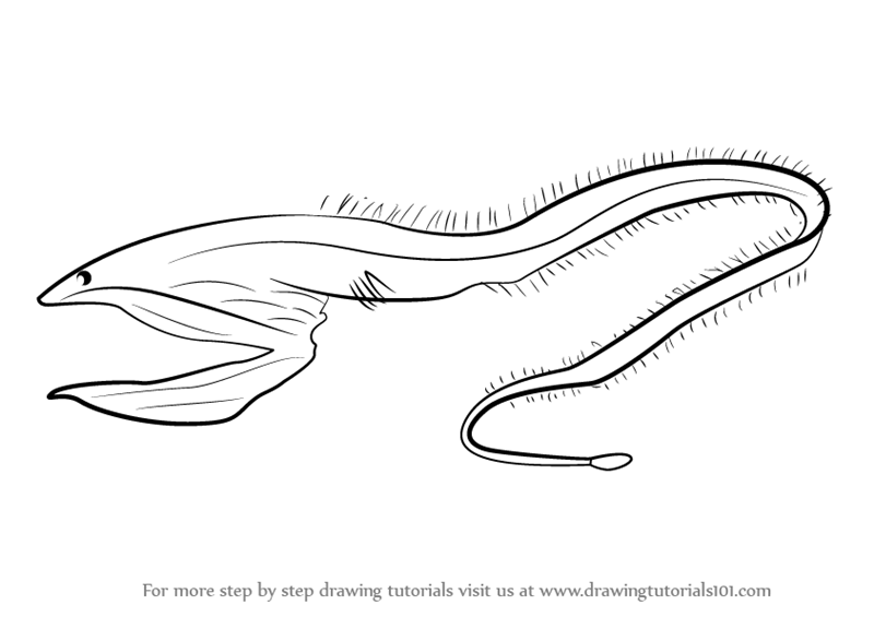 Collection of Eel PNG Black And White. | PlusPNG