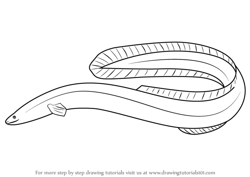 Eel PNG Black And White - 144796