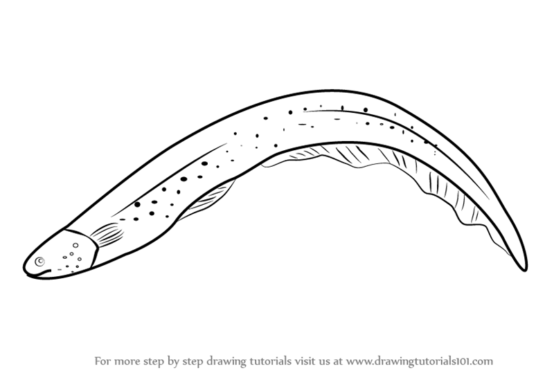 Eel PNG Black And White - 144794