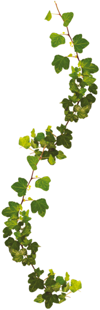 Efeuhänger grün 100 cm, 244