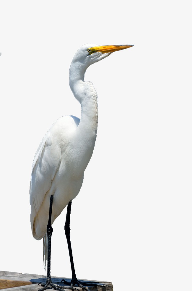 free png Egret Bird PNG image