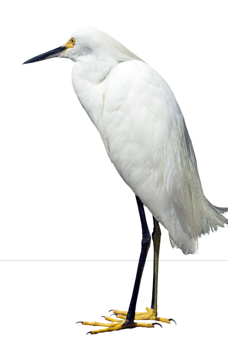 White Heron In Flight PNG Sto