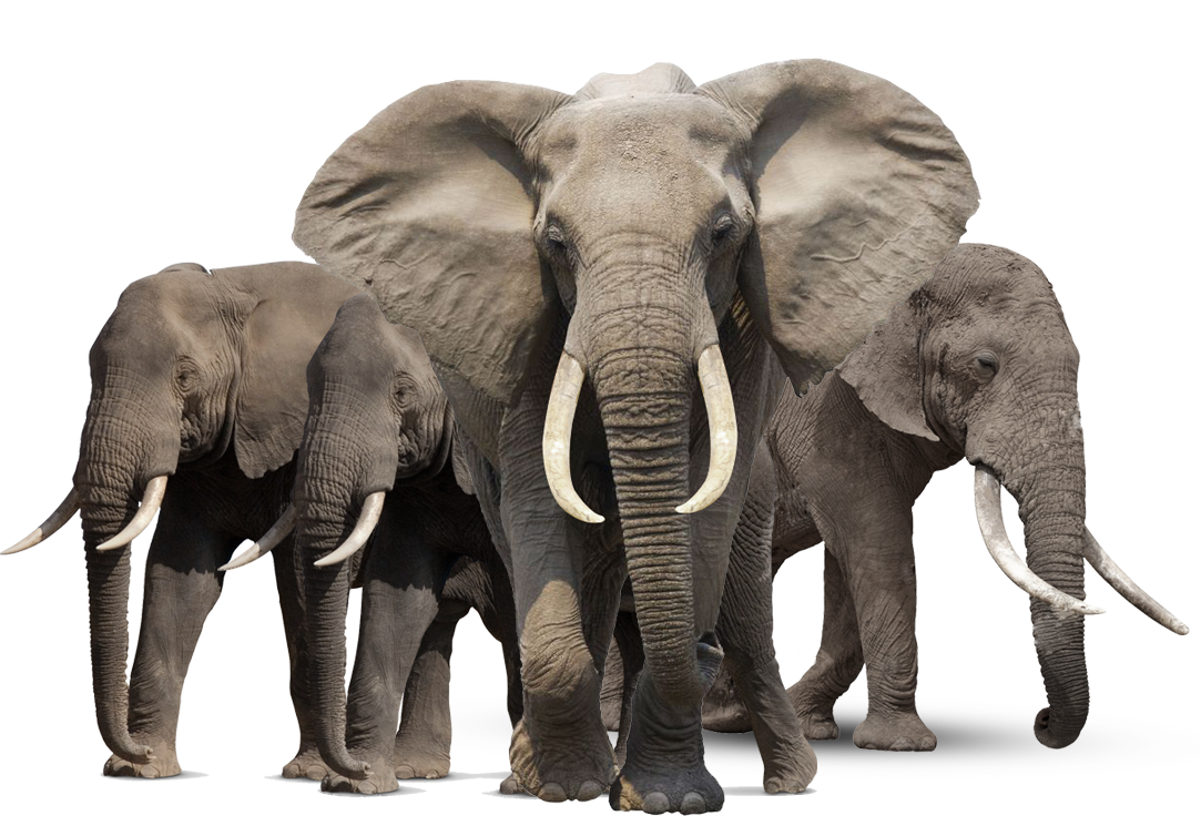 Elephant PNG image