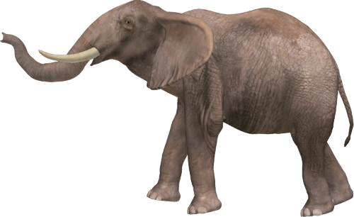 Elephant PNG Pic